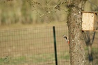 Les Oiseaux du jardin